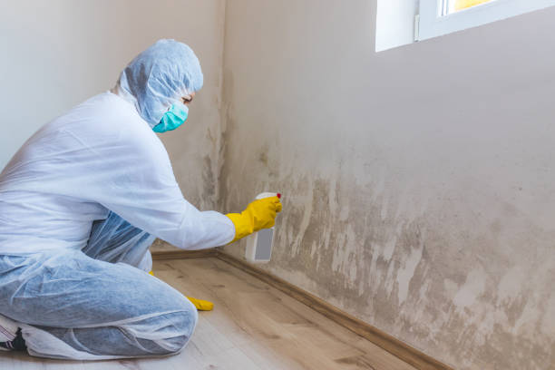 Licensed Basement Mold Remediation service in Ottsville, PA - Car Mold Remediation