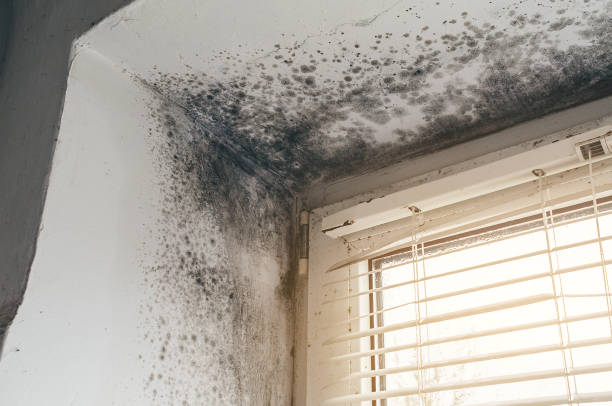Affordable Basement Mold Remediation solutions in Ottsville, PA