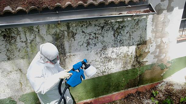 Top rated local Basement Mold Remediation specialists in Ottsville, PA